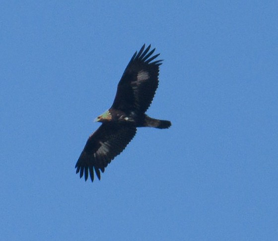 회야댐서 먹황새·검독수리 등 천연기념물 발견